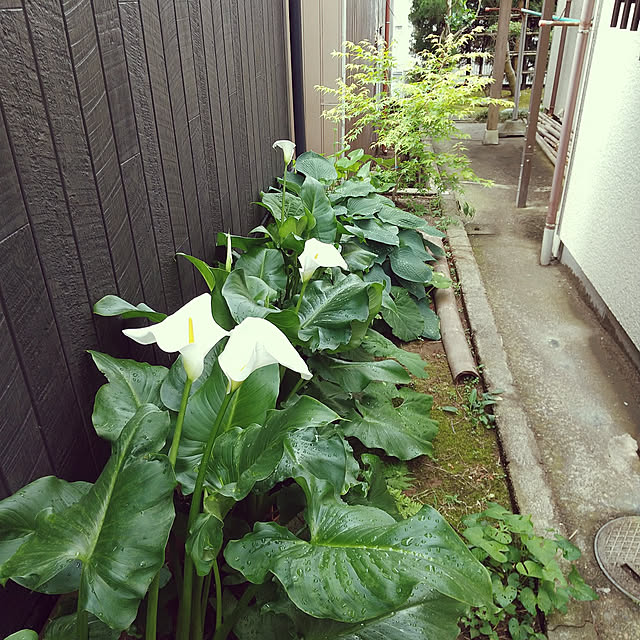 Mikaさんの実例写真