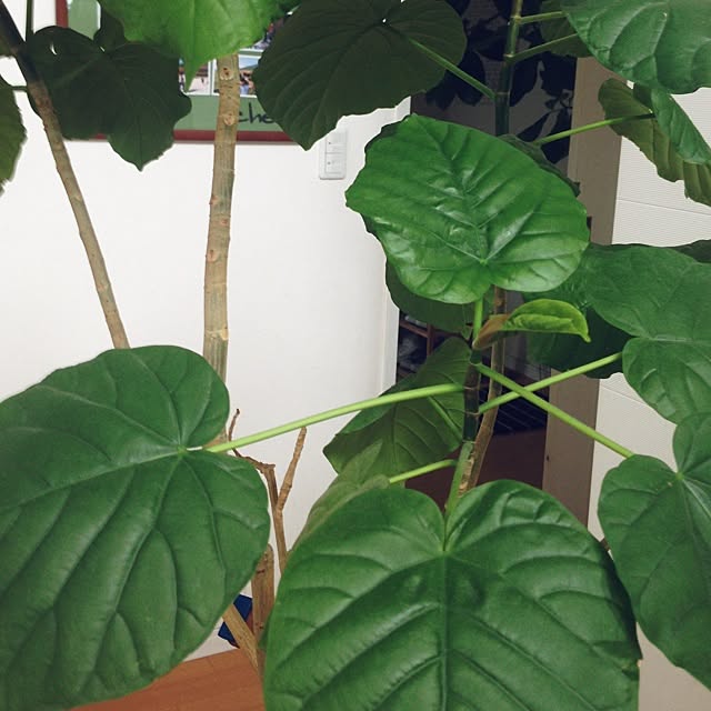Mayu821さんの実例写真