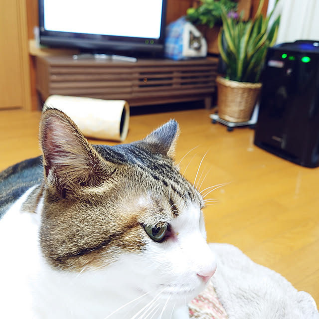 nachiさんの実例写真