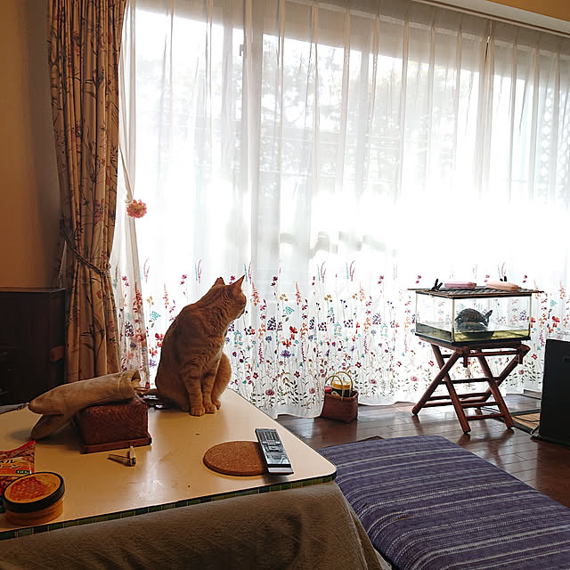 okyosan101さんの実例写真