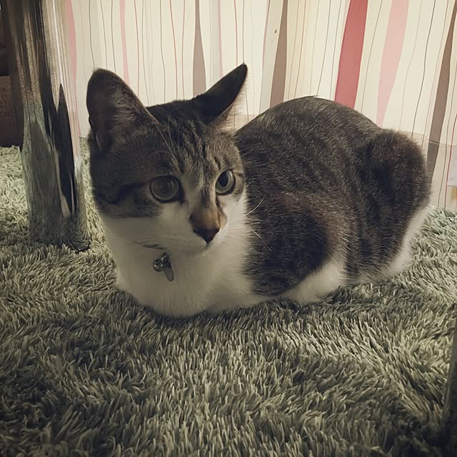 ...tomo...さんの実例写真