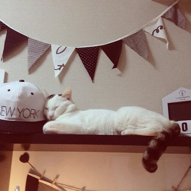 机/"ねこのいる風景"/IKEA/ねこのインテリア実例 - 2013-06-16 22:12:48