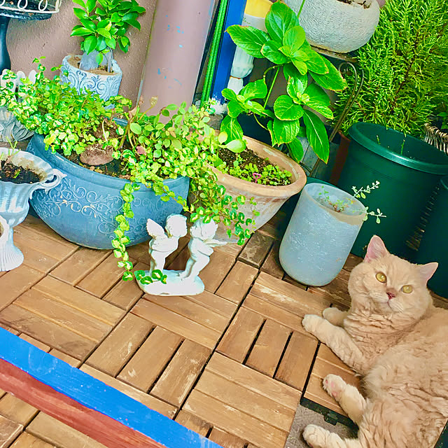 naokoさんの実例写真