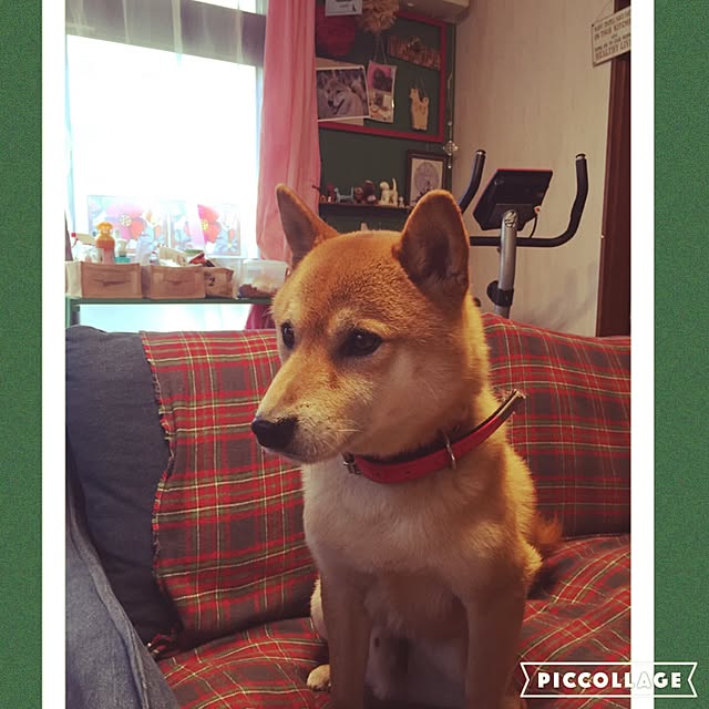 shibaさんの実例写真