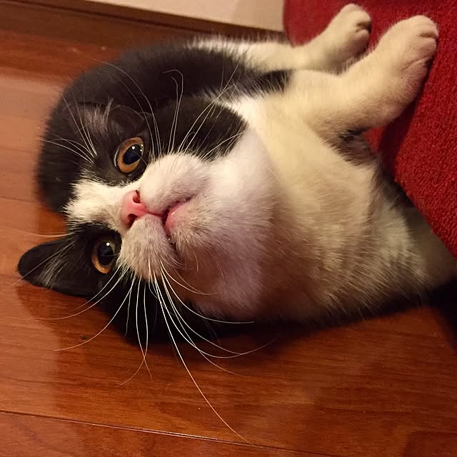 butachanさんの実例写真