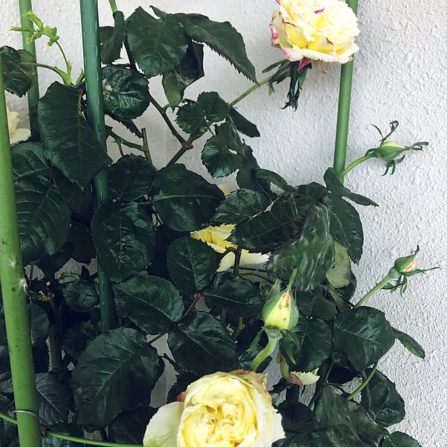 hanachanさんの部屋