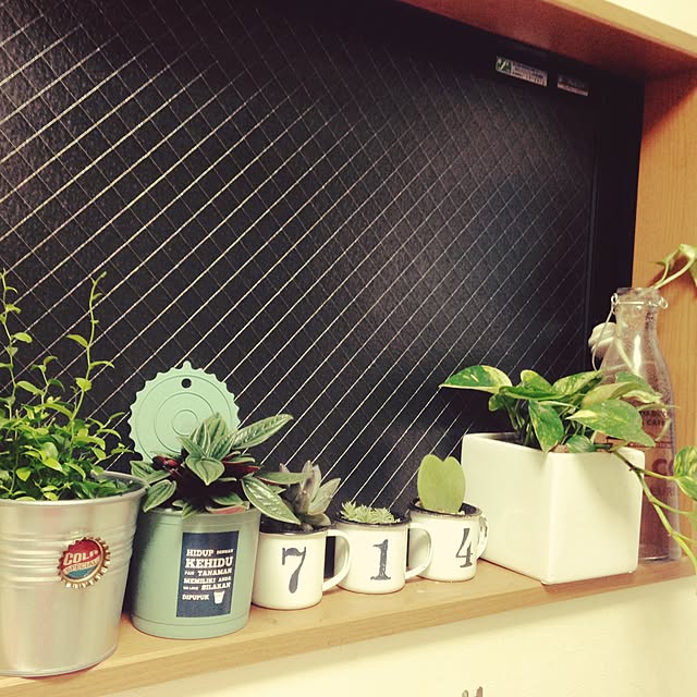 キッチン/IKEA/多肉植物のインテリア実例 - 2015-02-18 07:12:46