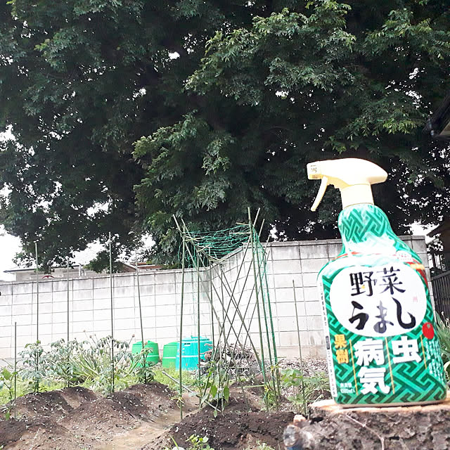 kazuraさんの実例写真