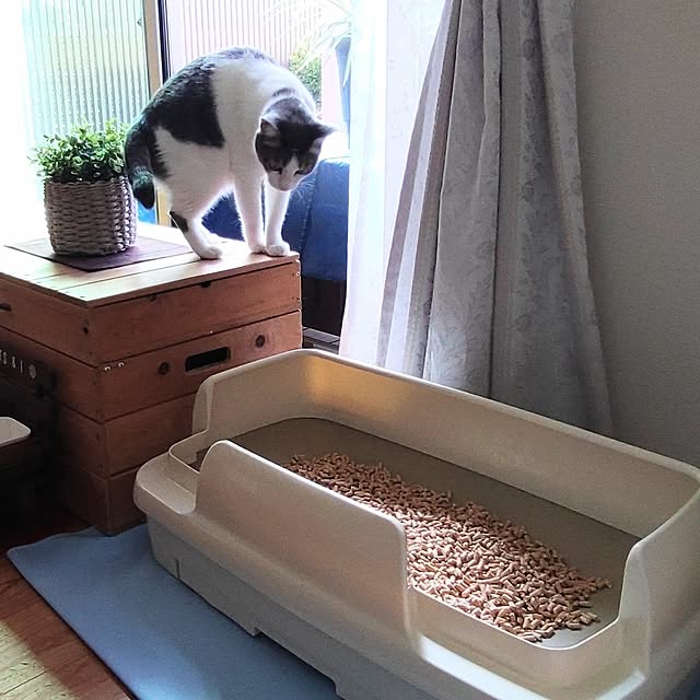 38catさんの実例写真