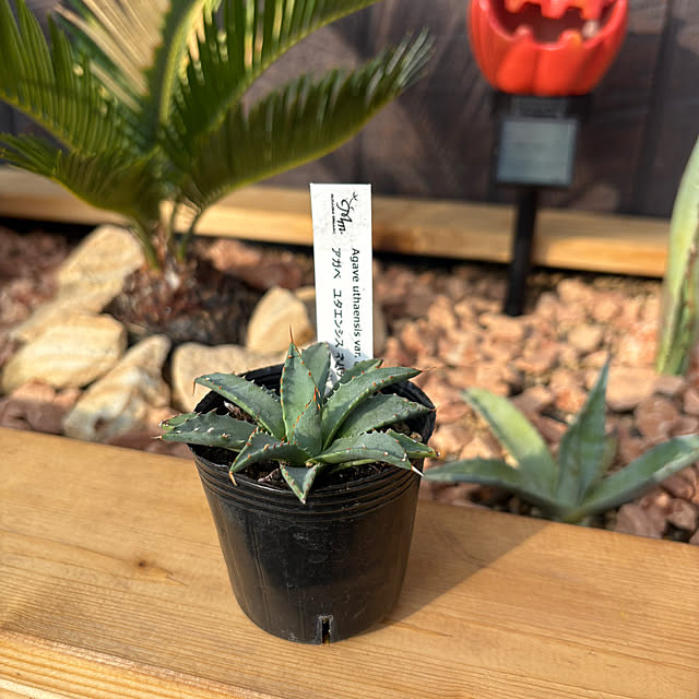 t-k-aさんの実例写真