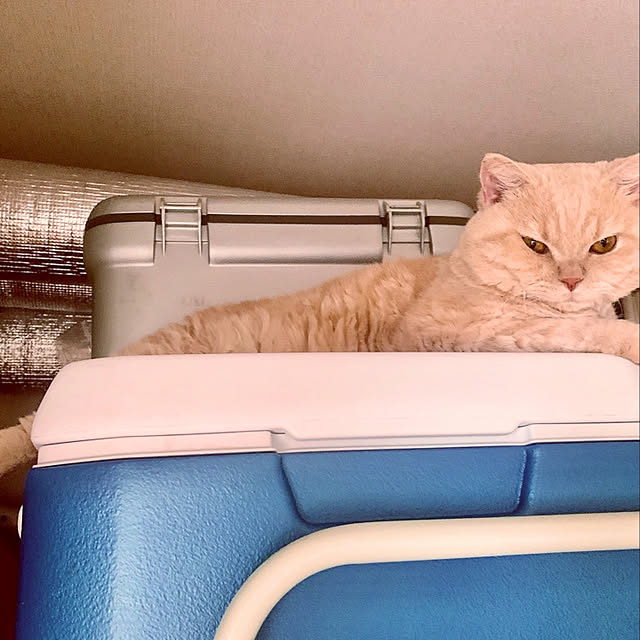 naokoさんの実例写真