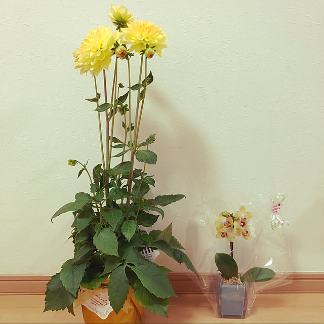 sucoriさんの実例写真