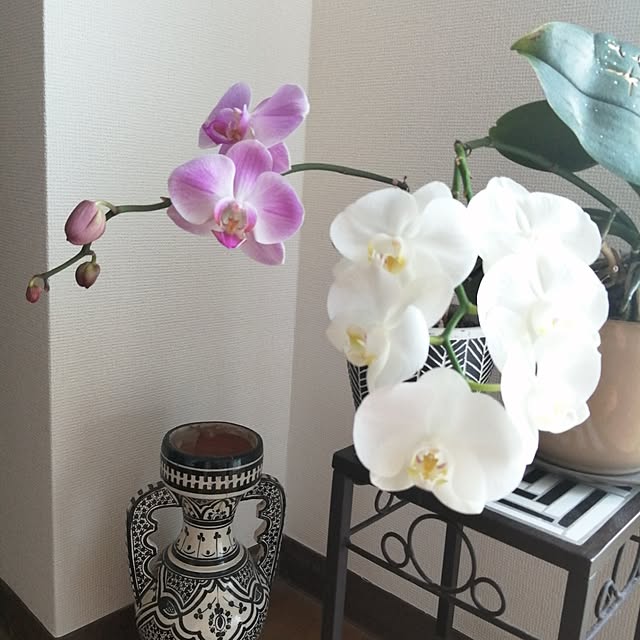 nahocさんの実例写真