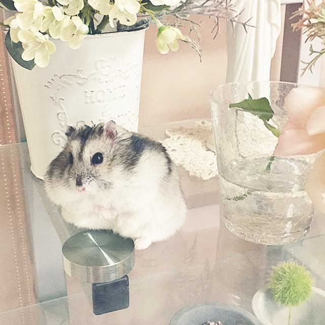 hamu.haruさんの実例写真