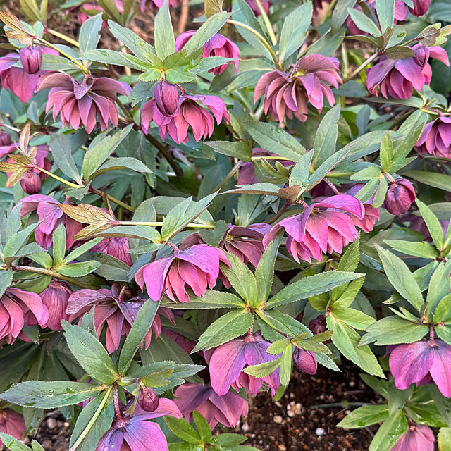 mamizaさんの部屋