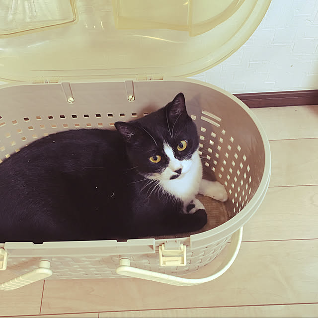 nekoさんの実例写真