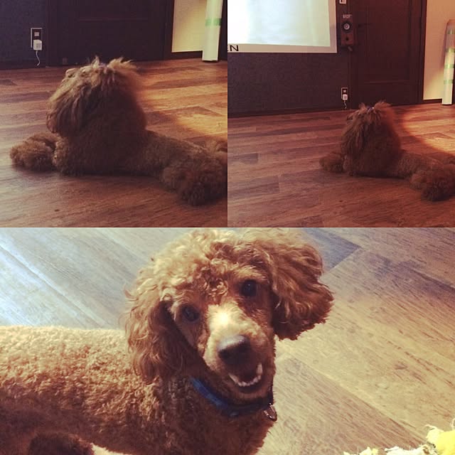 Yoshikiさんの実例写真