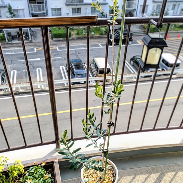 mi-saさんの部屋