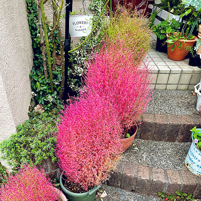 asako.10さんの実例写真