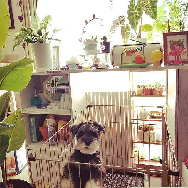 keikomokonさんの実例写真