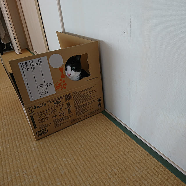 koromaroさんの実例写真