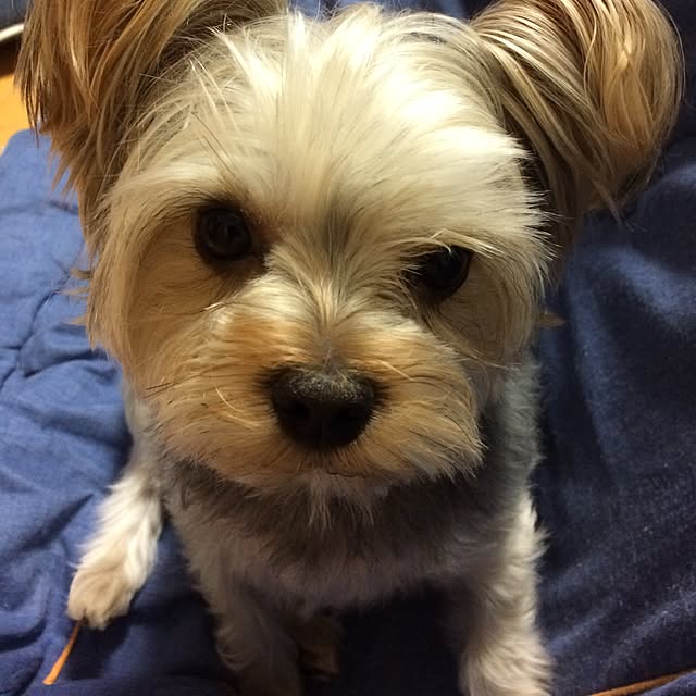 marcheさんの実例写真