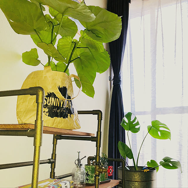 棚/DIY/観葉植物のインテリア実例 - 2018-07-21 09:16:03