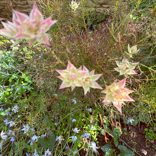 moainanoさんの部屋