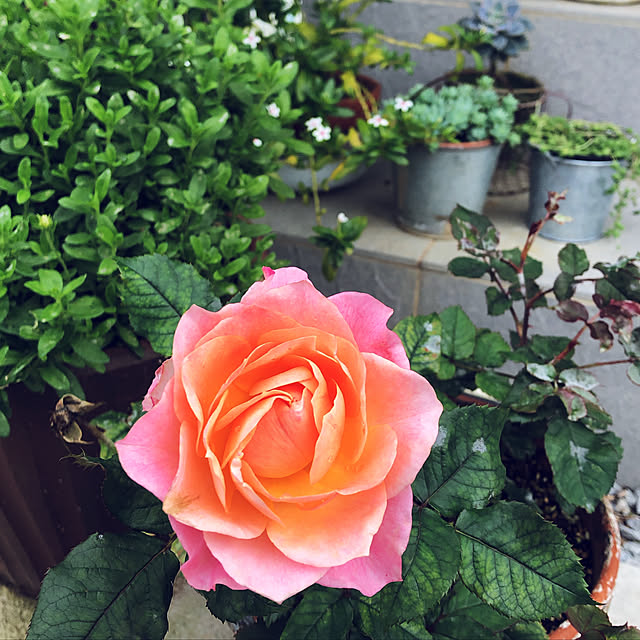 coraruさんの実例写真