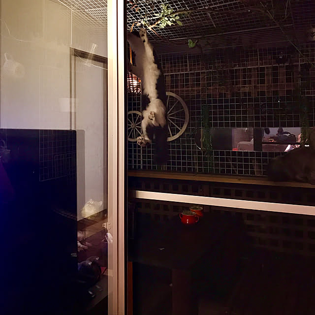 butachanさんの実例写真