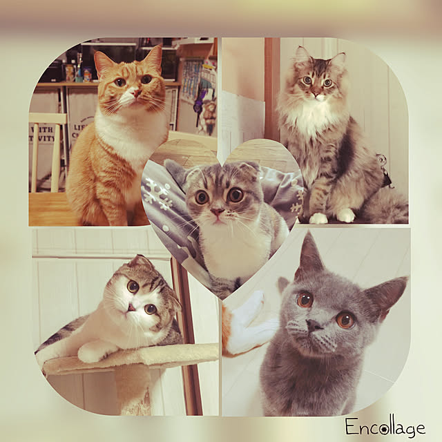 CATさんの実例写真