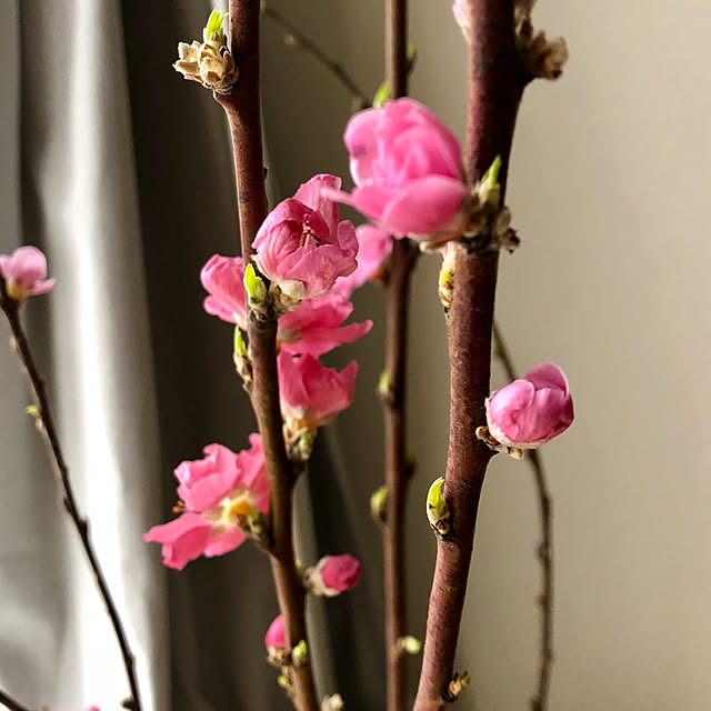 Chokoさんの実例写真