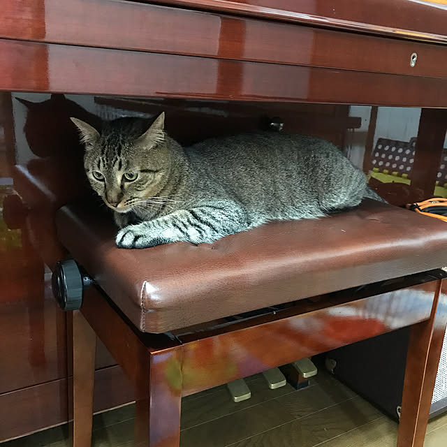 pepeさんの実例写真