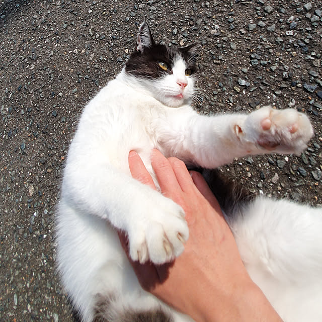 実例写真