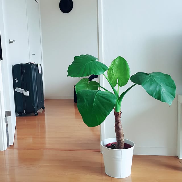 honaka_tokyoさんの実例写真
