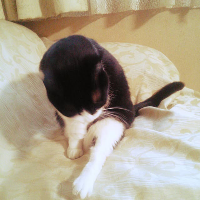 tomopさんの実例写真
