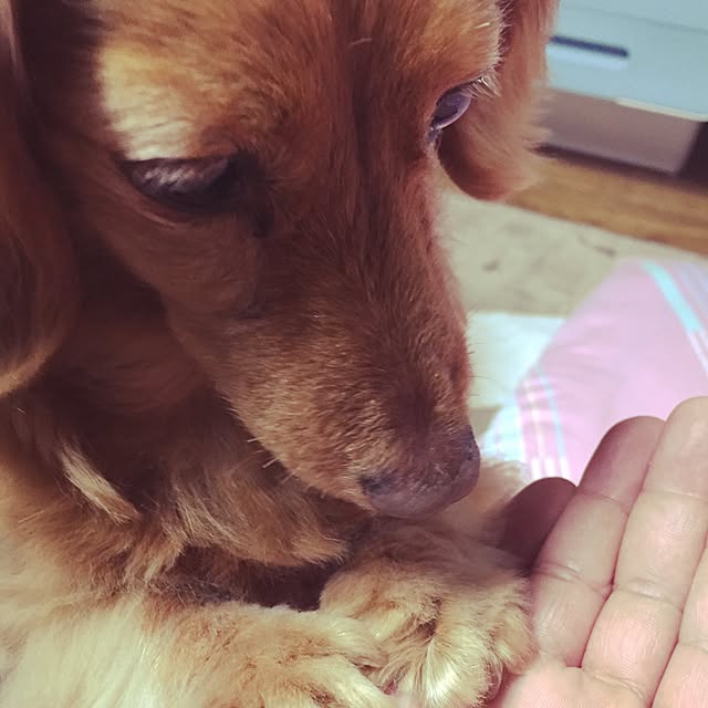 sakuさんの実例写真