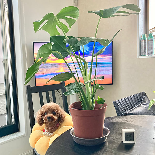 MOMOMAMAさんの実例写真