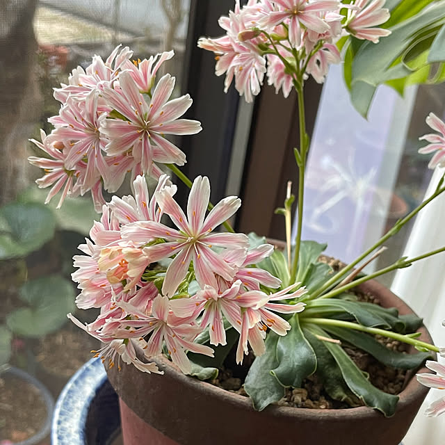 buchiさんの部屋
