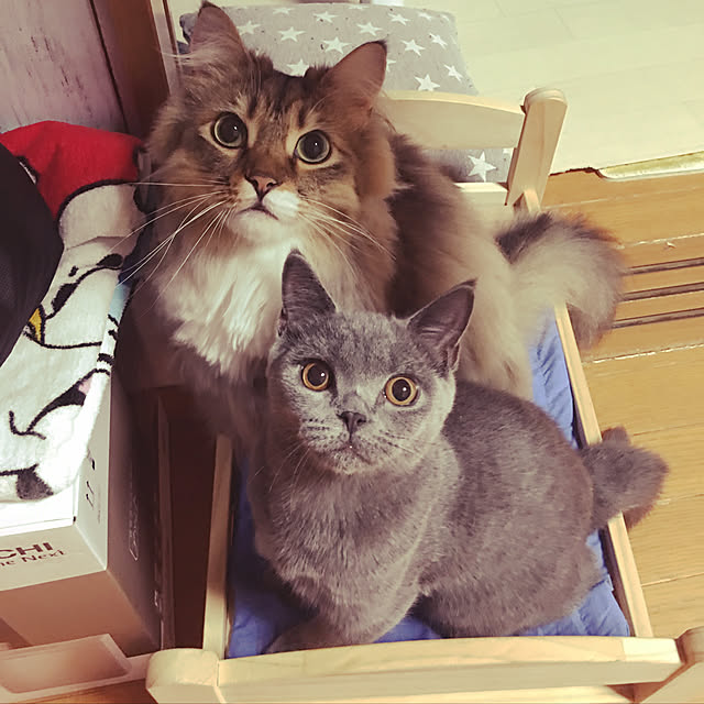CATさんの実例写真