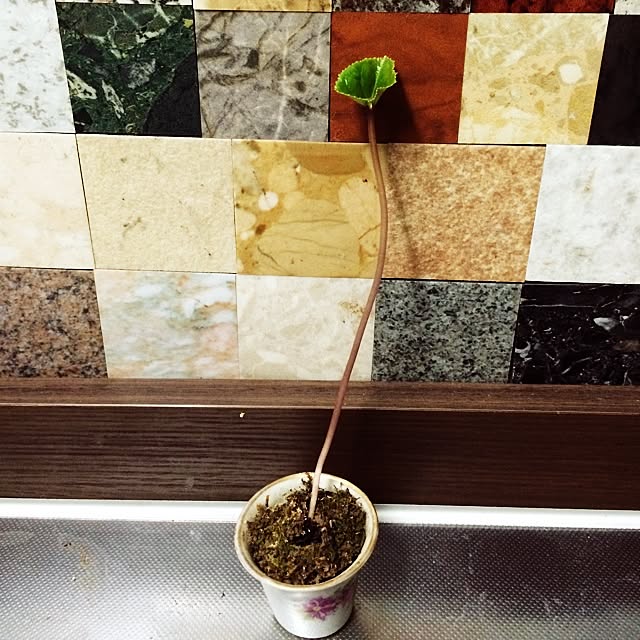 blurさんの実例写真