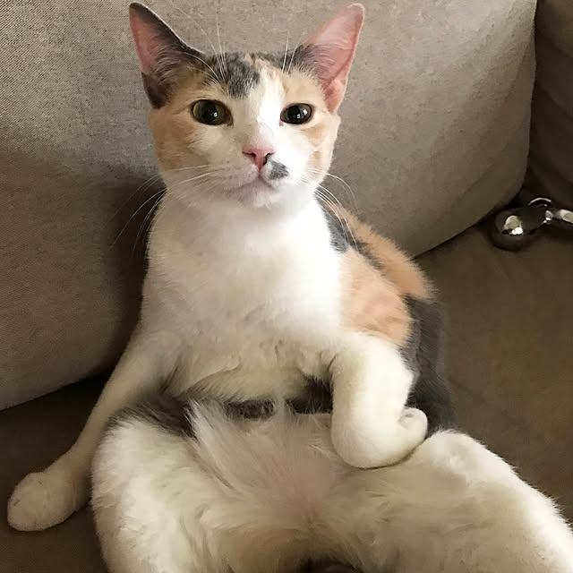 実例写真
