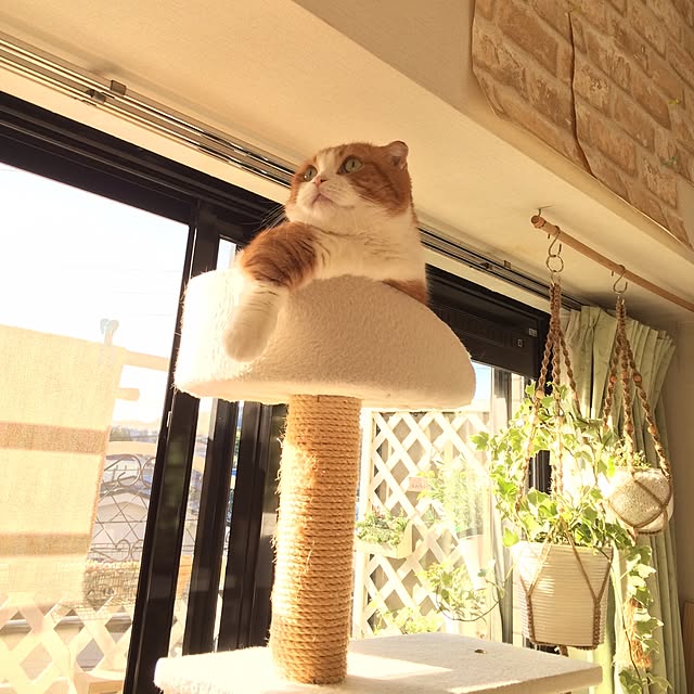 chirurunさんの実例写真