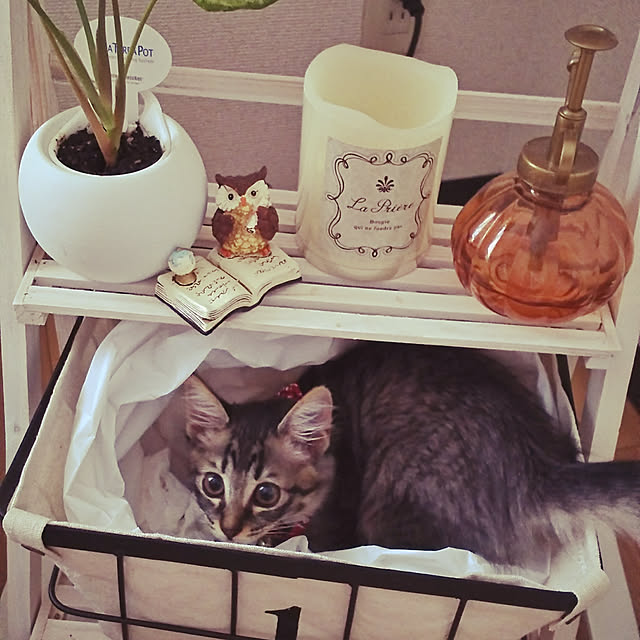 chiiiさんの実例写真
