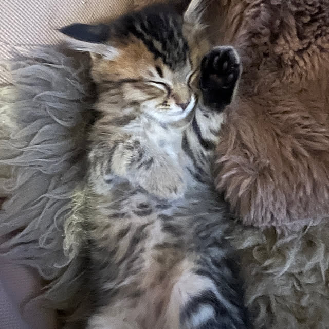 猫/保護猫/ねこのいる日常/猫と暮らす/きじとら...などのインテリア実例 - 2025-06-09 09:57:53