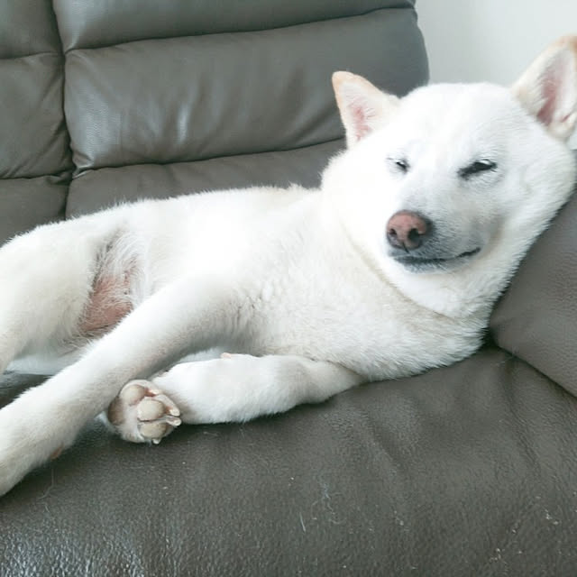 yukinkoさんの実例写真
