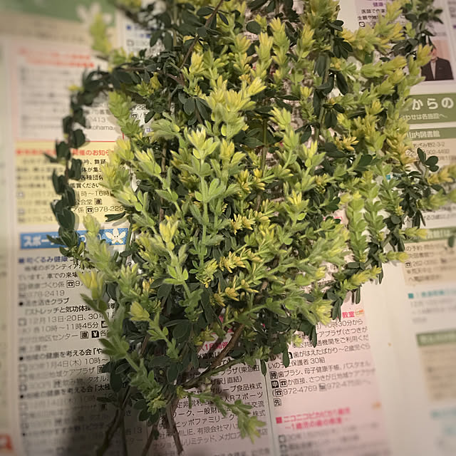 Sonokoさんの実例写真
