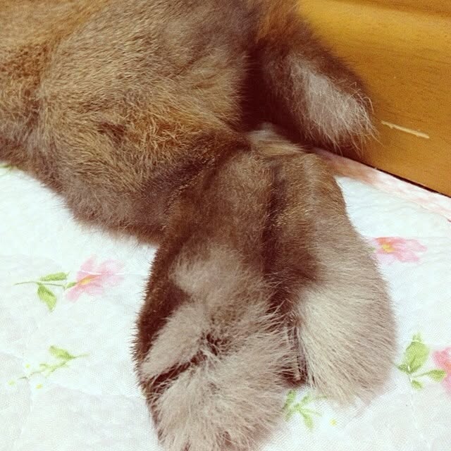 p-koさんの実例写真