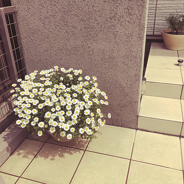 maririさんの実例写真