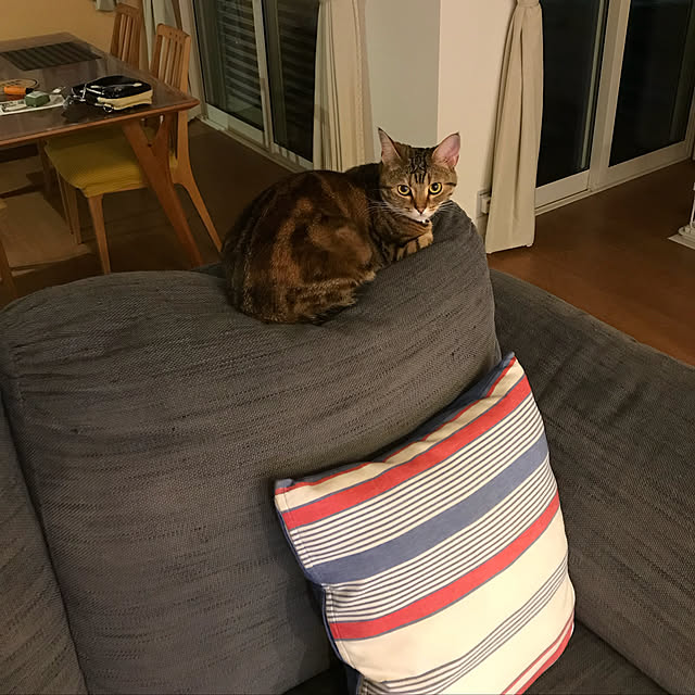 実例写真